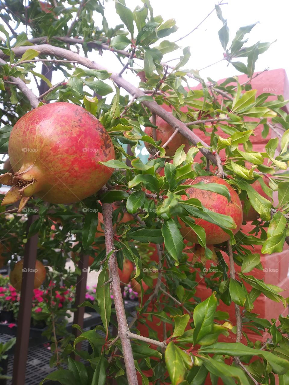 fruit chinese apple pomegranate