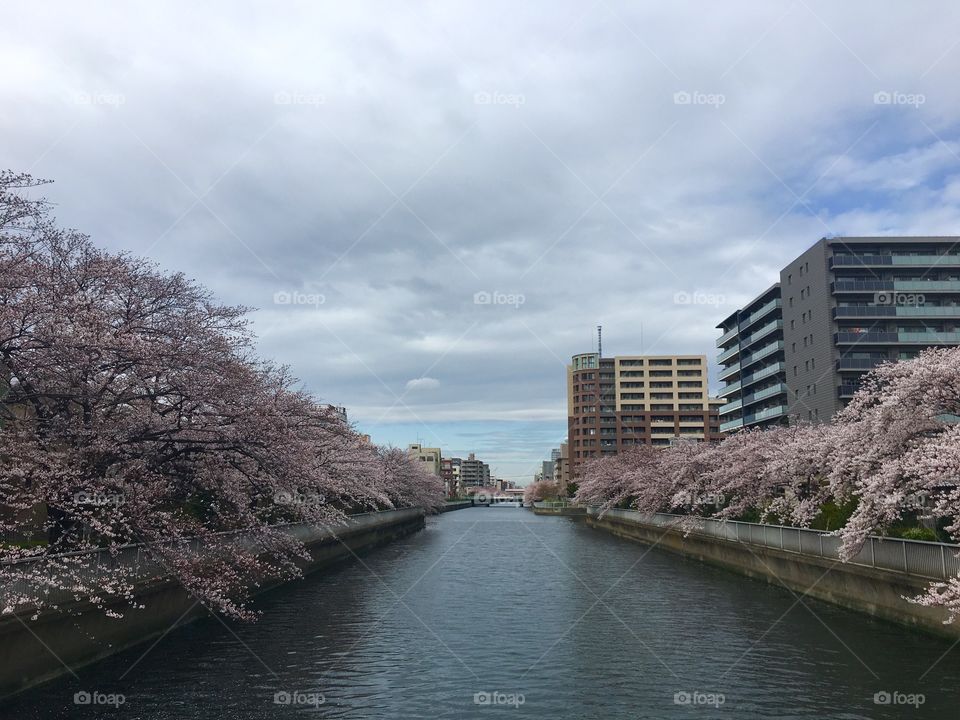 Cherry blossoms in full bloom 