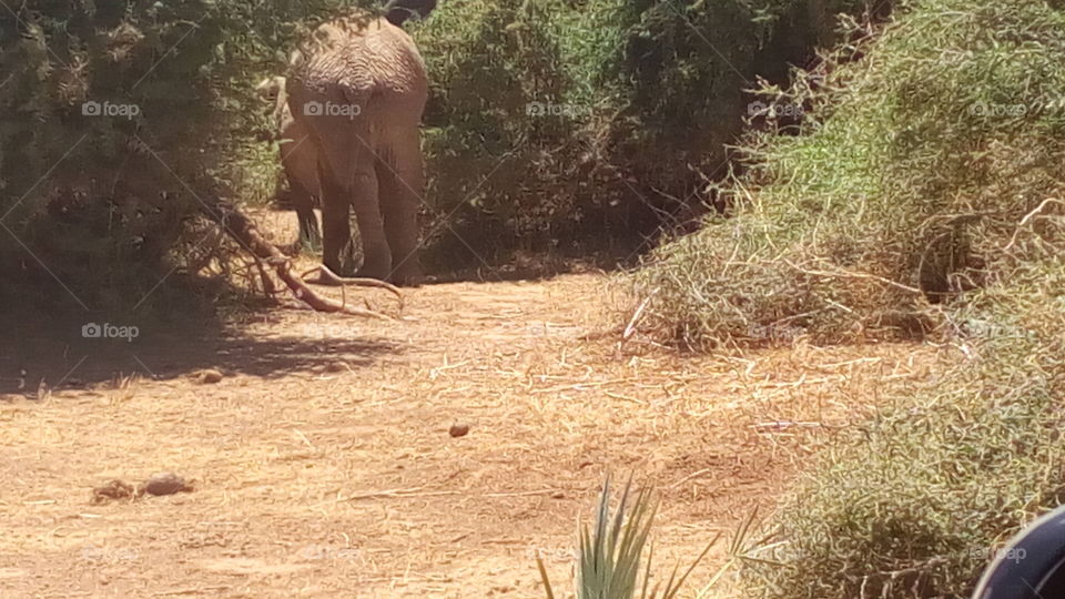 giant African elephant