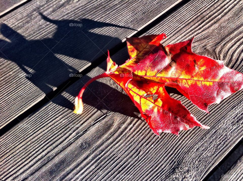 Red maple leaf with it's shadow on the table.