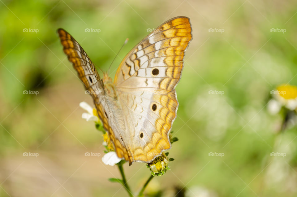 Beautiful Victorinini Butterfly