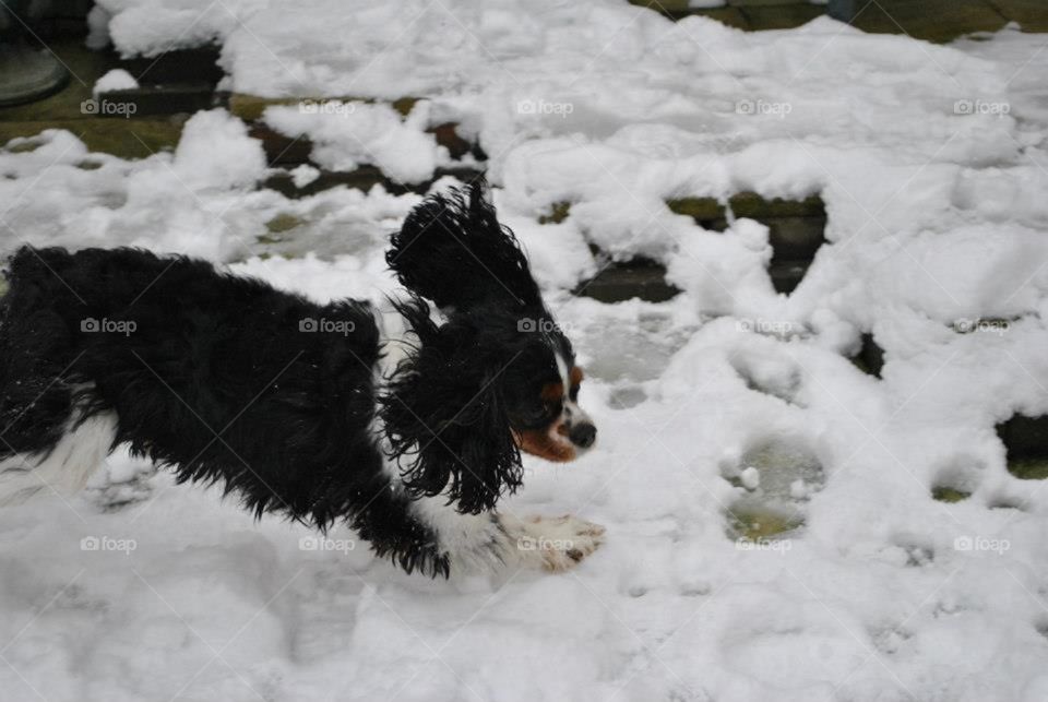 Dog running in the snow