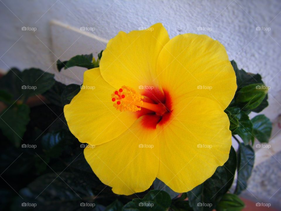 big yellow hibiscus