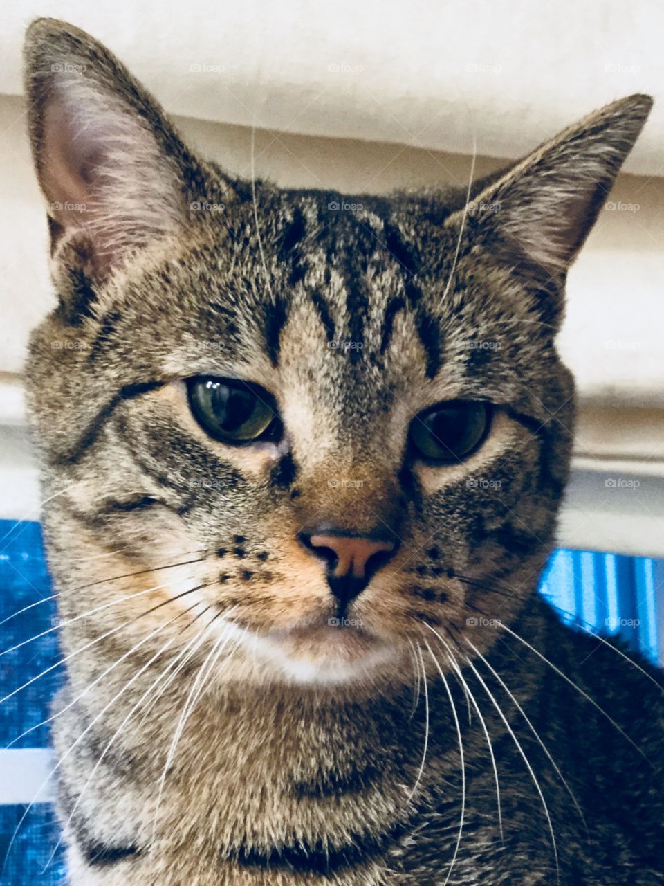 A beautiful close up on my cute cat Cindy.