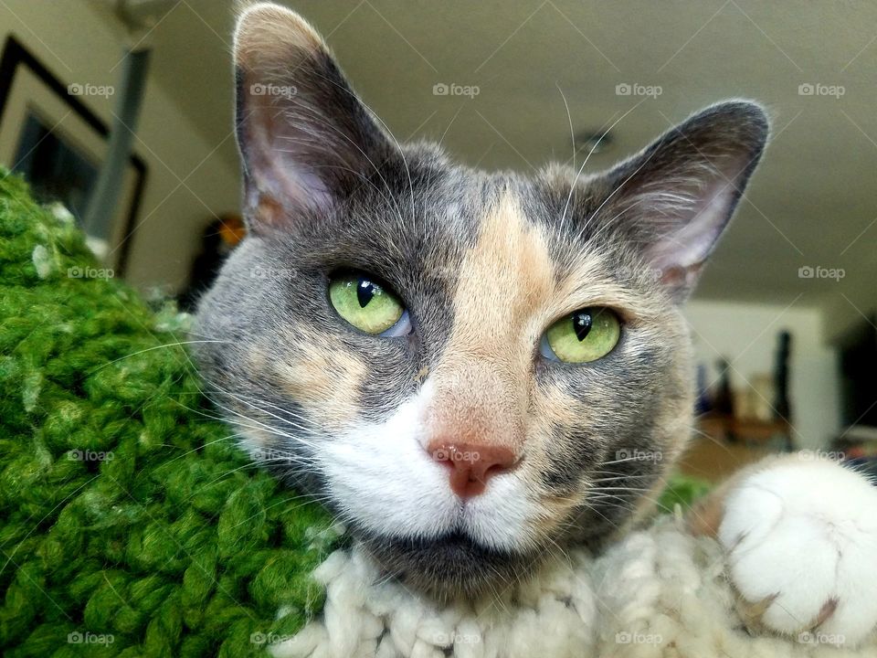 Green Eyes on My Kitty