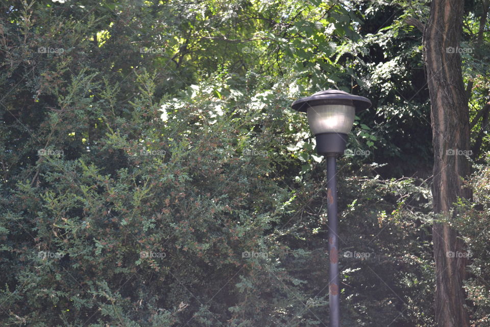 lamp between branches