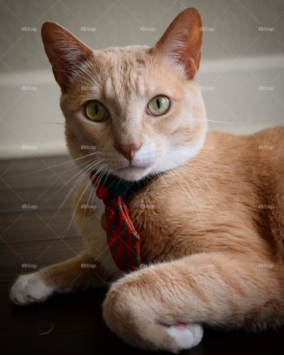Christmas time is a time to be thankful, and stylish! Got some cute bows and ties for my kitties! Taylor was my model this morning.