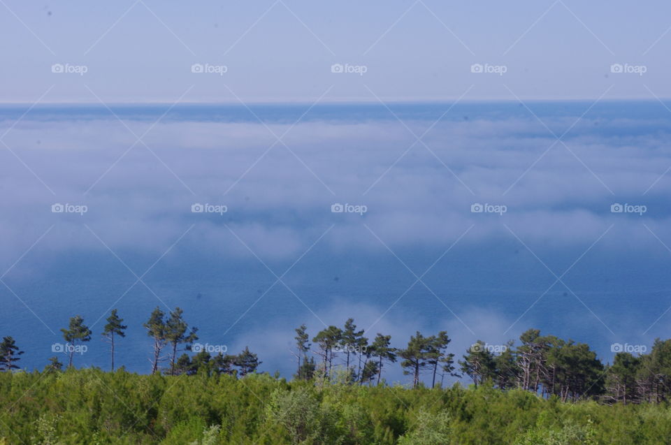 High angle view of forest