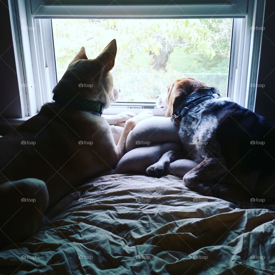 Lazy pups sharing the window