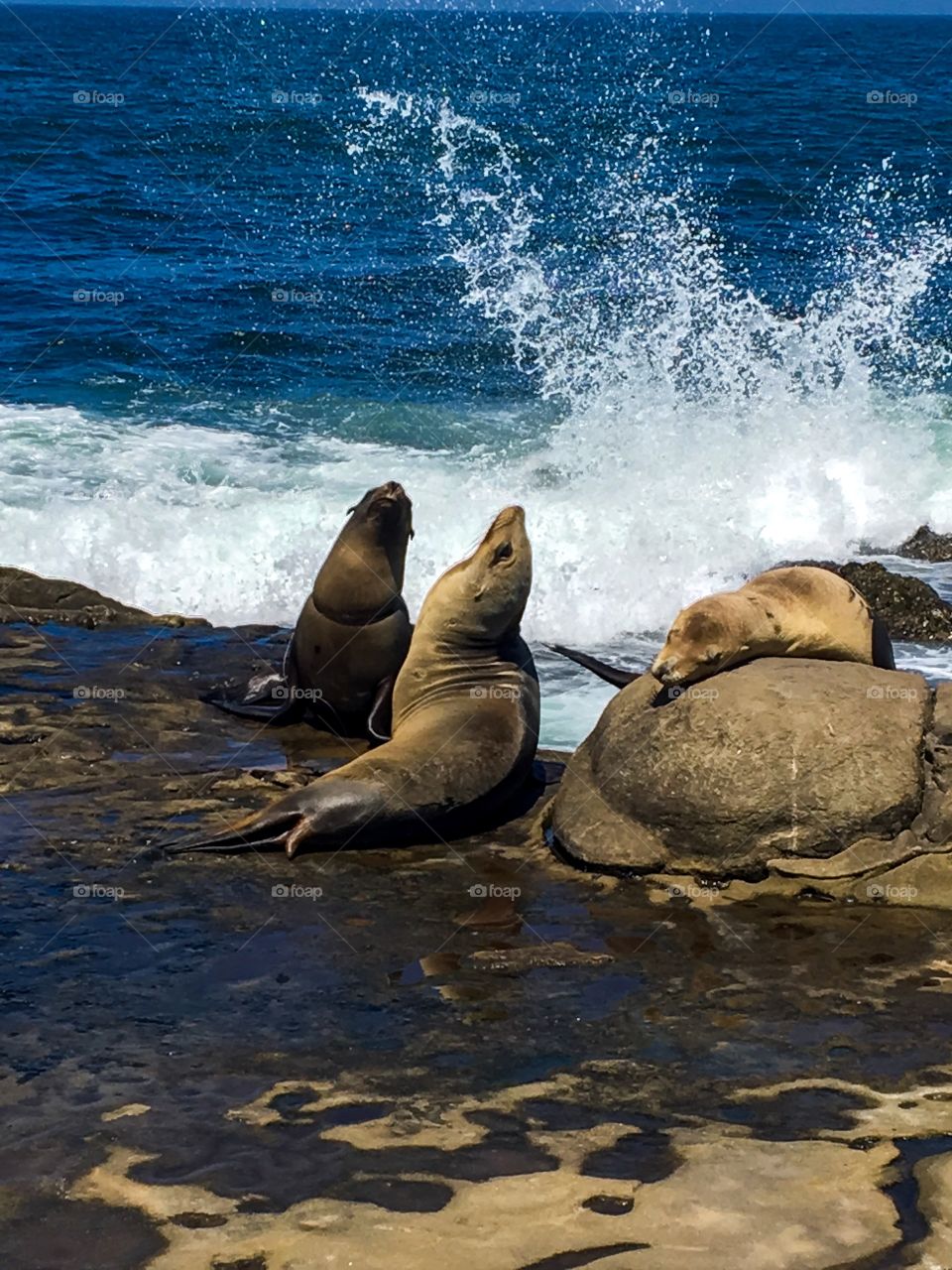 Sea lions