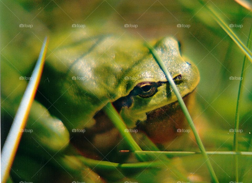 Green frog