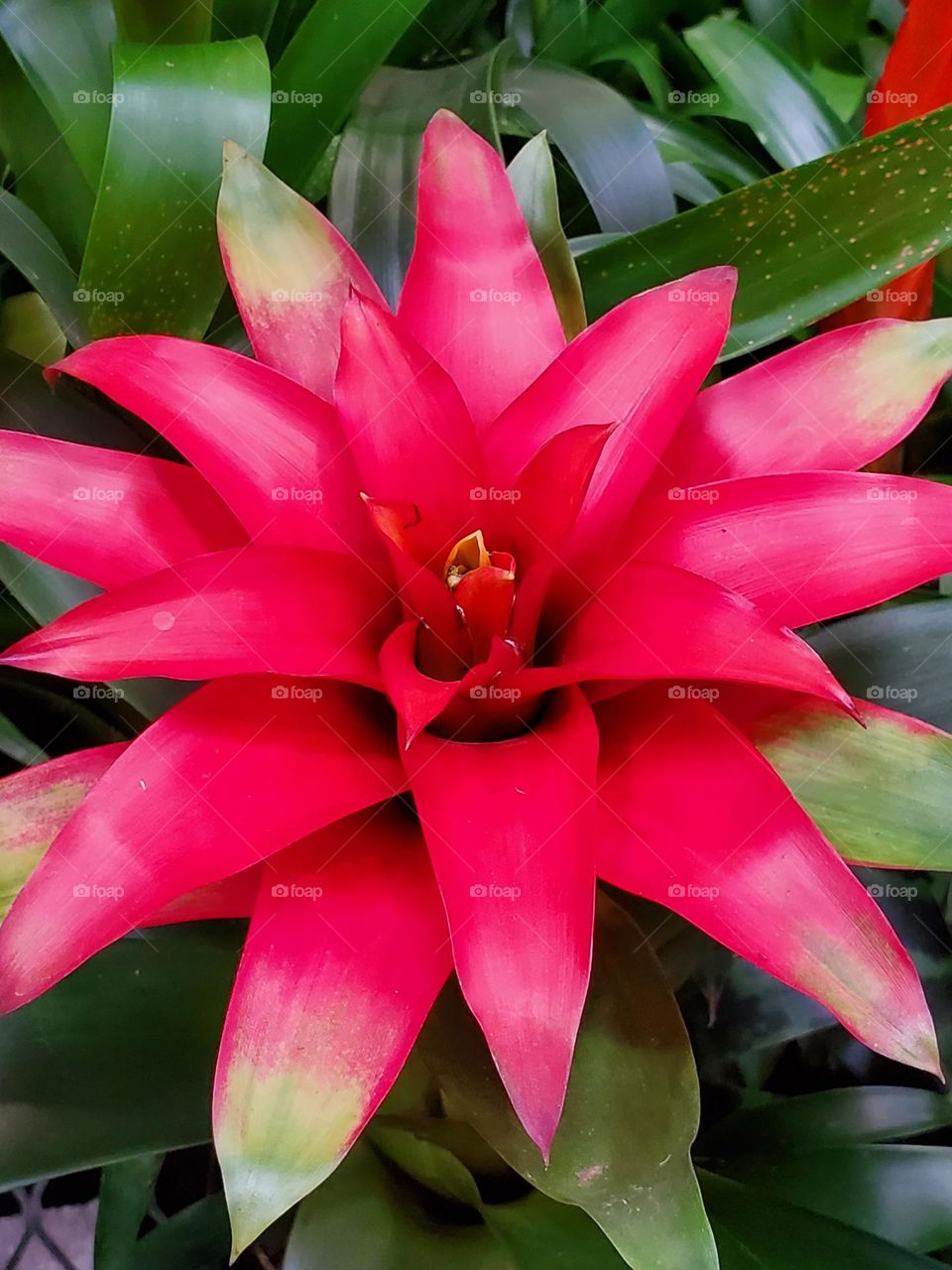 The Beauty of a Red Flower