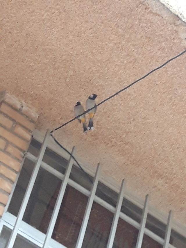 bird