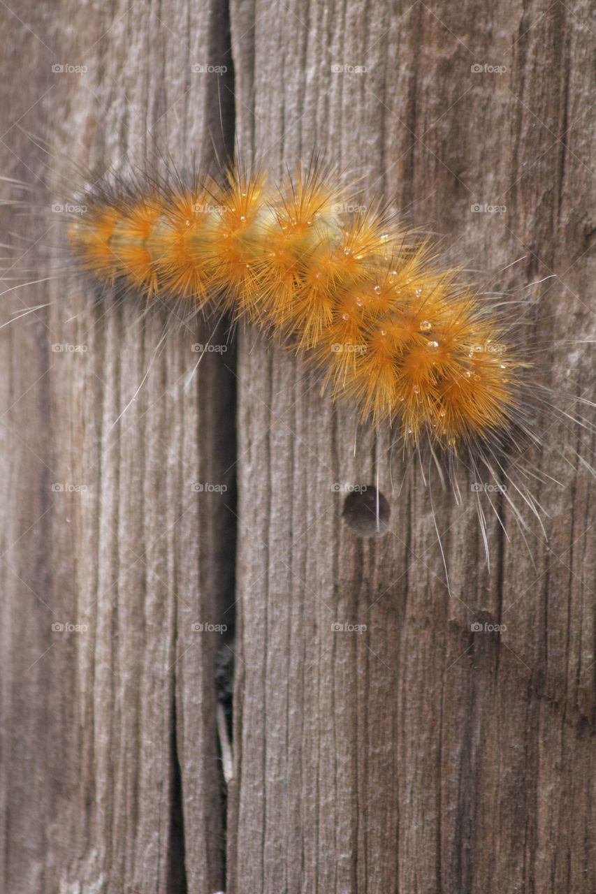 Woolly Bear Caterpillar 