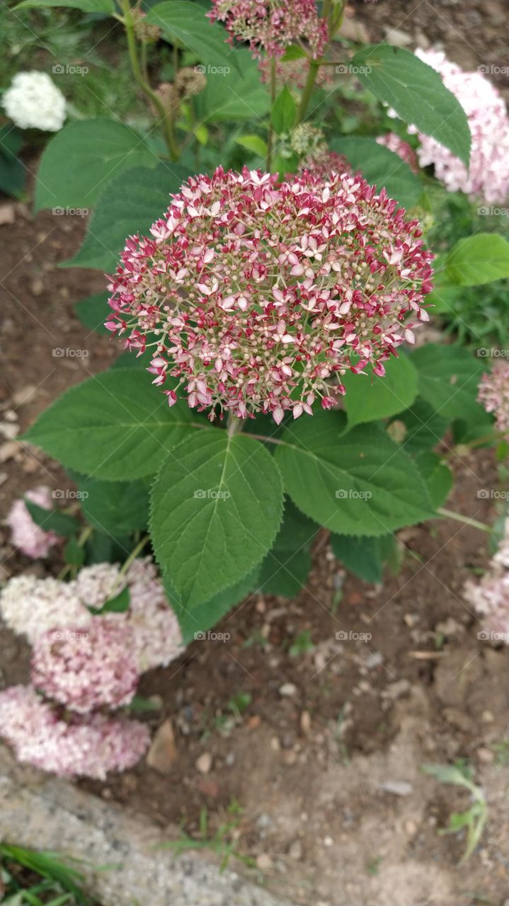 Hydrangea