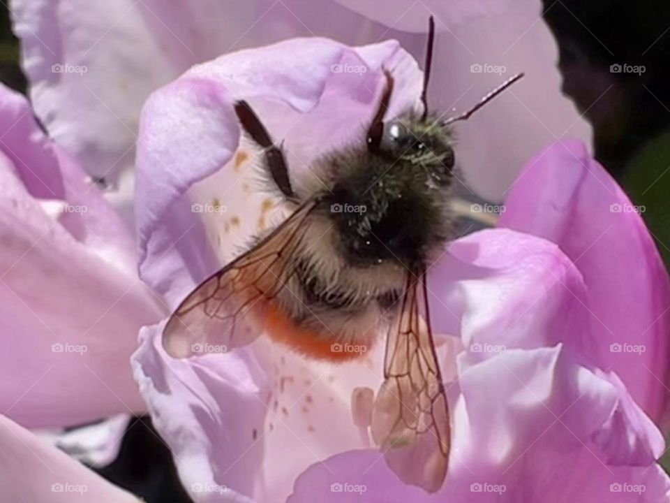 Bee