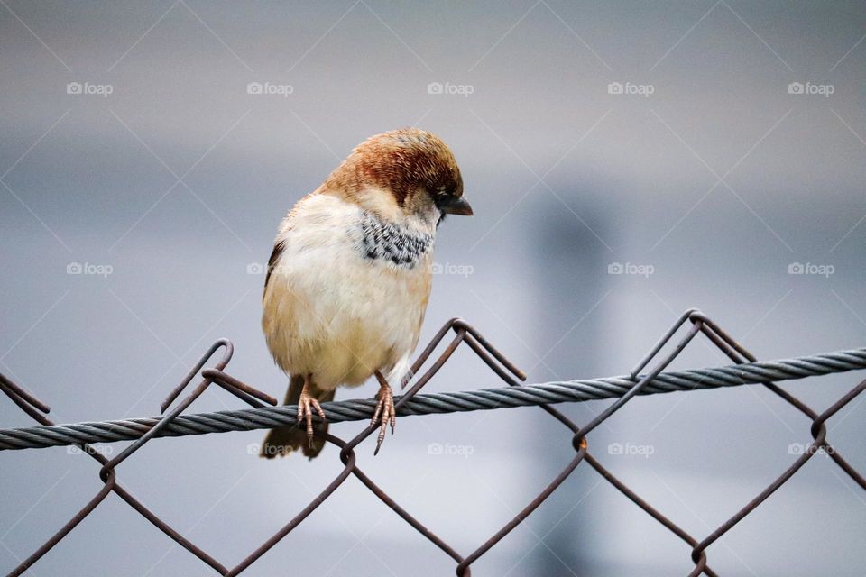 A sparrow on a wire fence