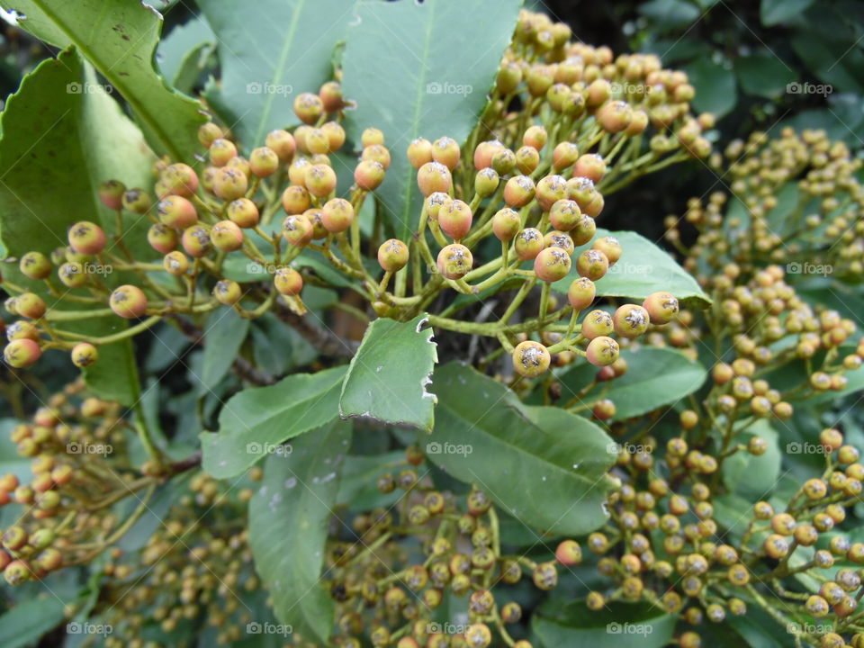 baby pods. This is a picture of a weird looking plant 🌿