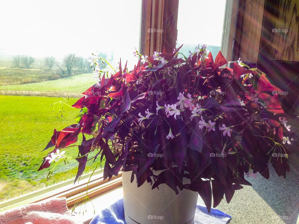 Oxalis