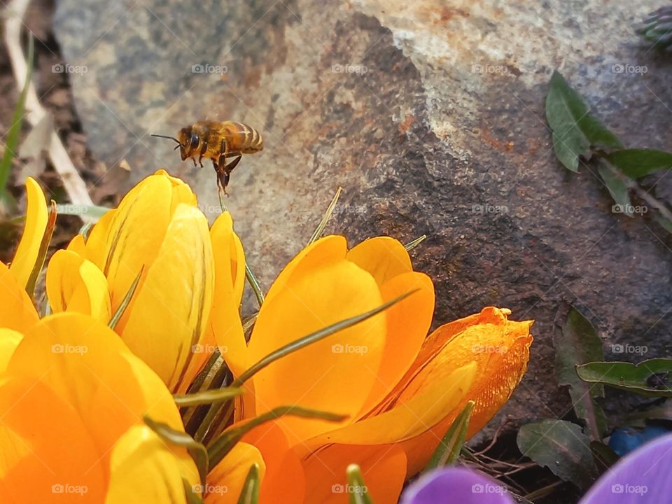 bee hovering over crocuses early spring!