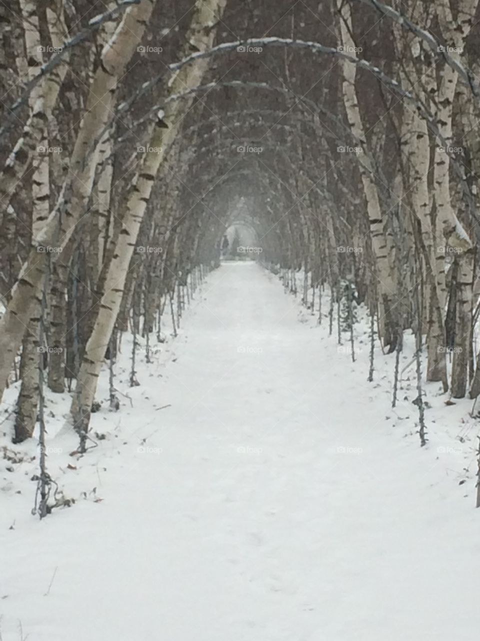Birch tree allee