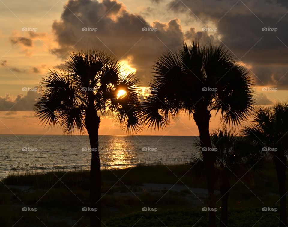 Sunset, Beach, Tree, Dawn, Sun