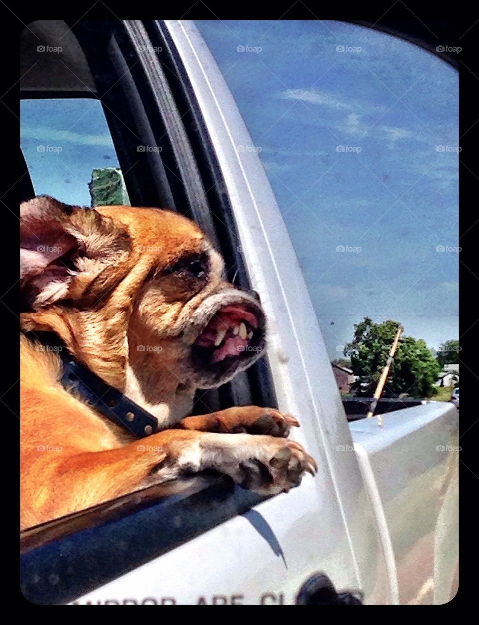 Doggy truck rides 