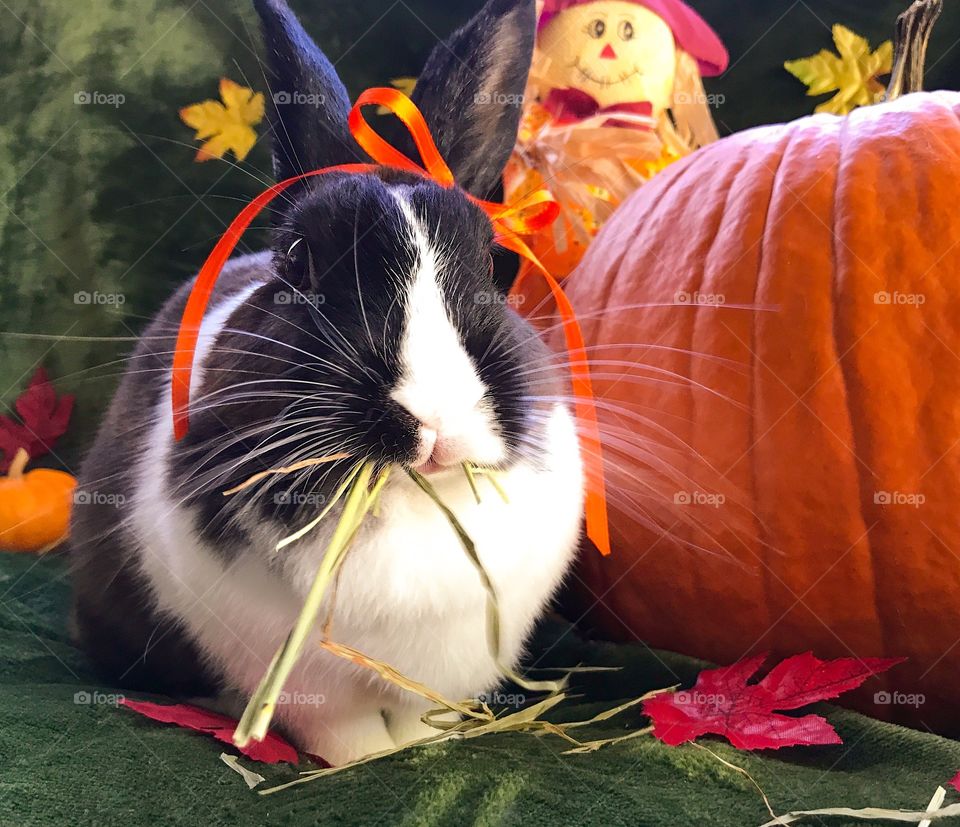 Fall pumpkins and bunny rabbit 