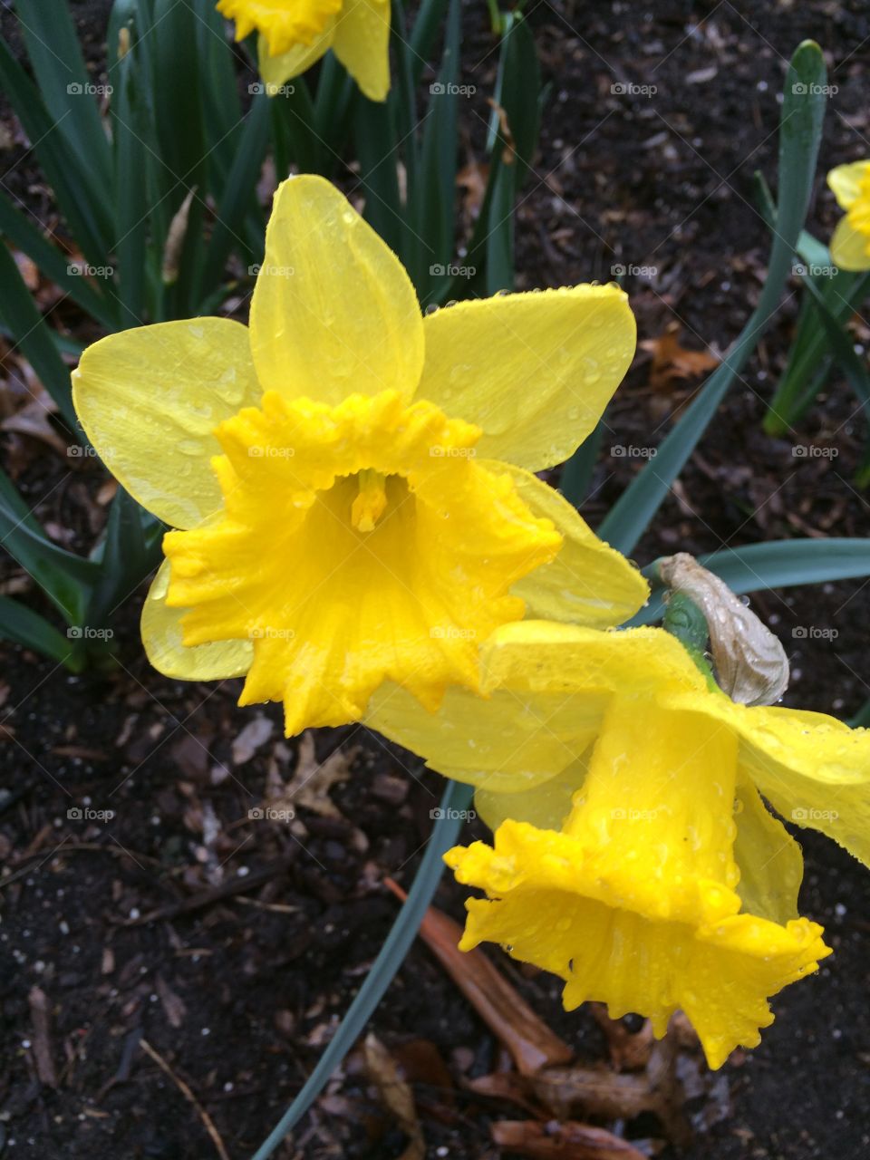 Dewy daffodils 