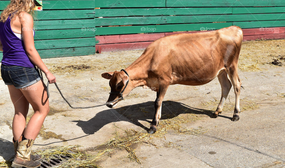 Walking a cow at the county fair