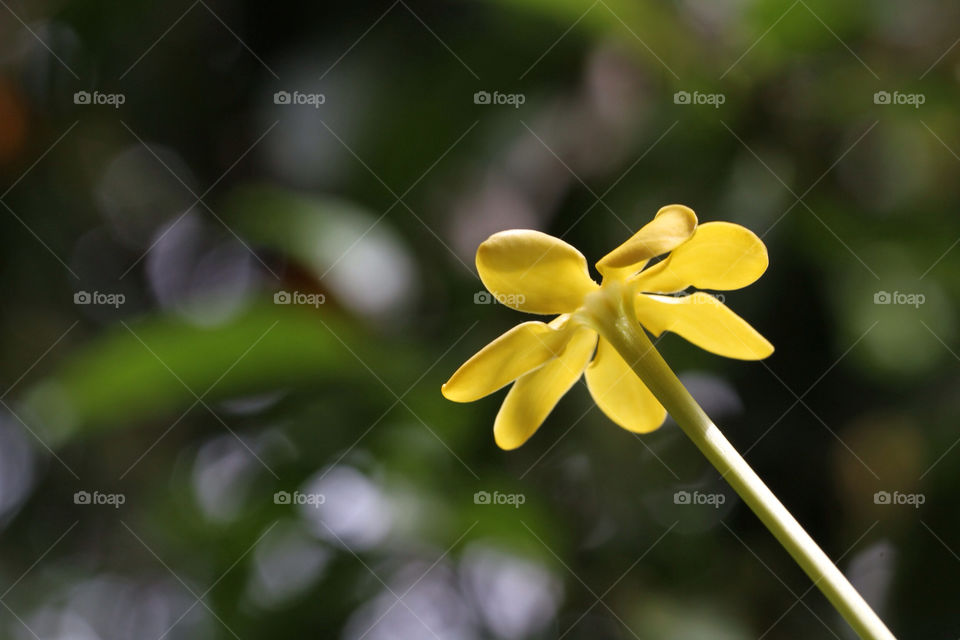 green yellow nature flower by sonchai