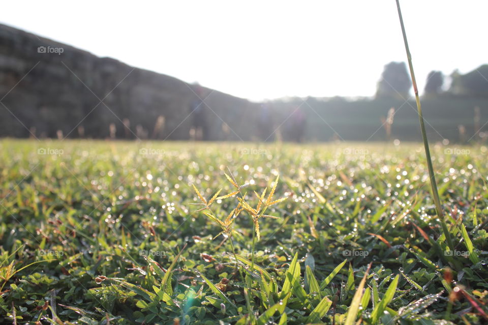 Agriculture, Field, Nature, Landscape, Flora