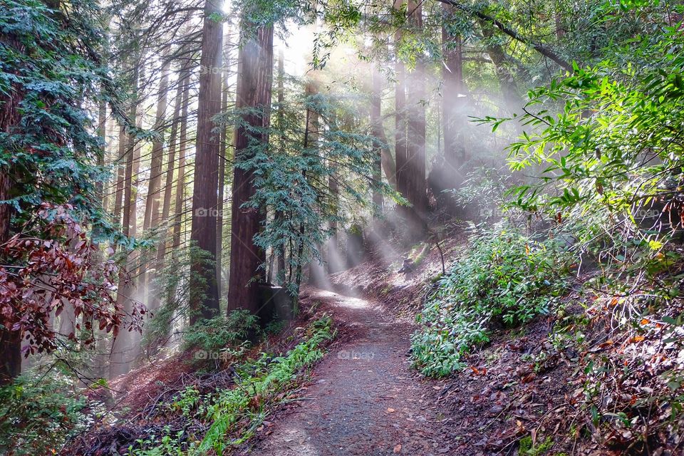 Sun rays illuminating the beautiful redwood tree lined hiking path. 