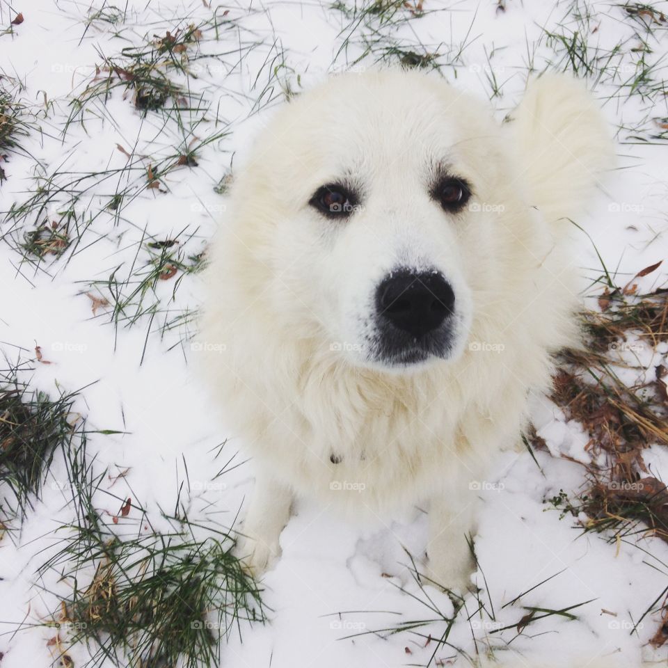 Great Pyrenees Snow Baby