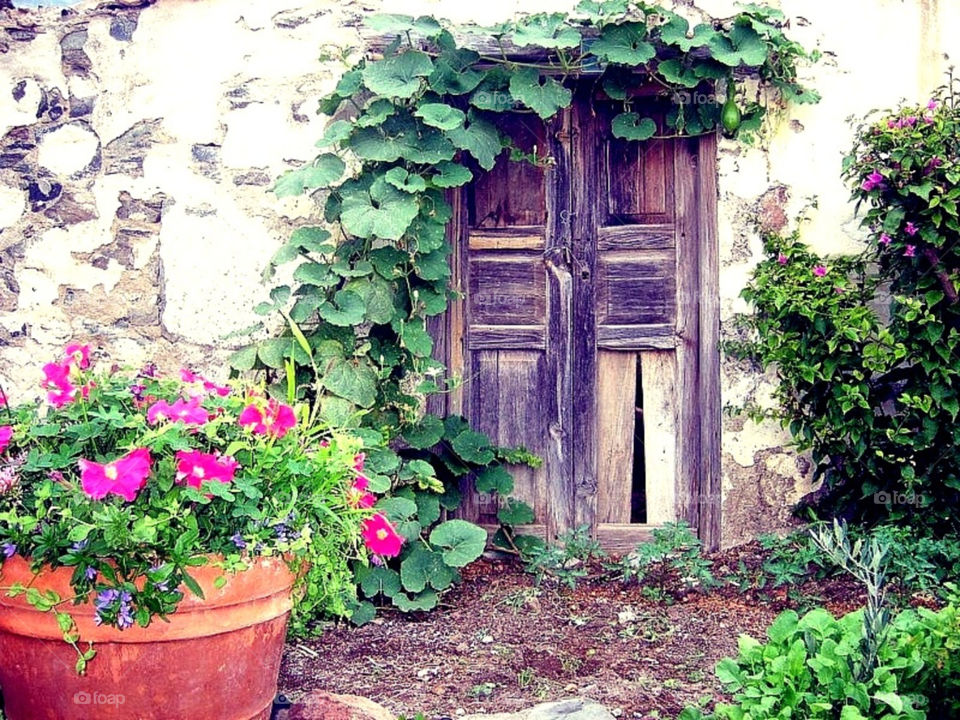 plants flower house door by merethe