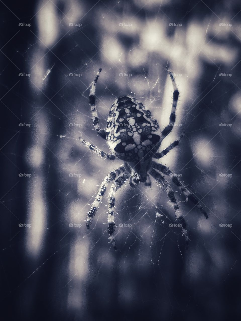 Spider in the forest