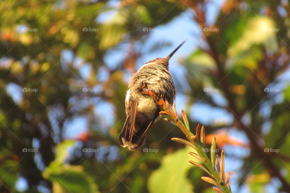 Hummingbird resting