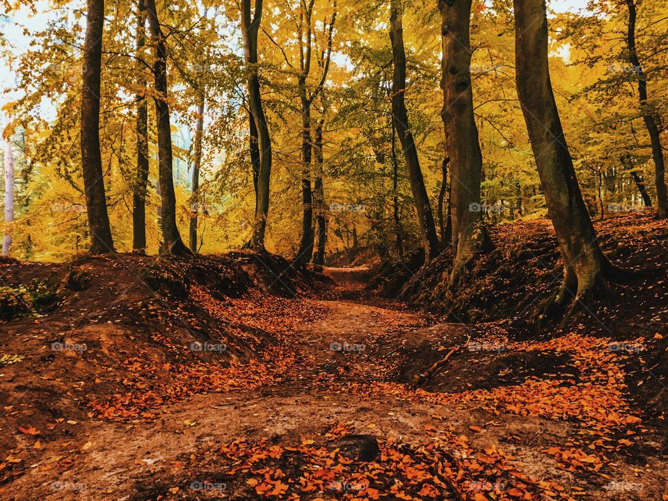 Scenic view of autumn trees