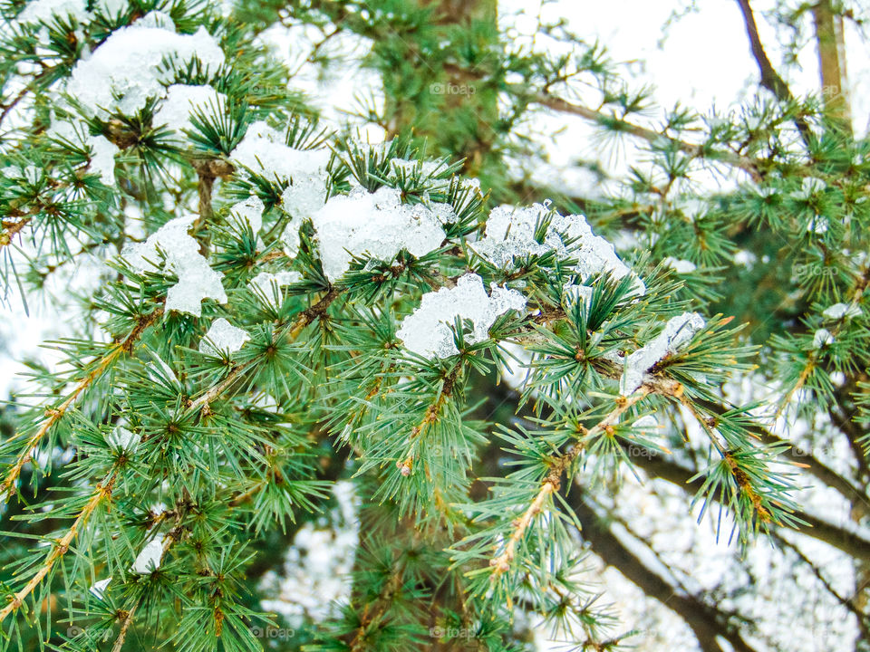 Close-up of snow covered branch