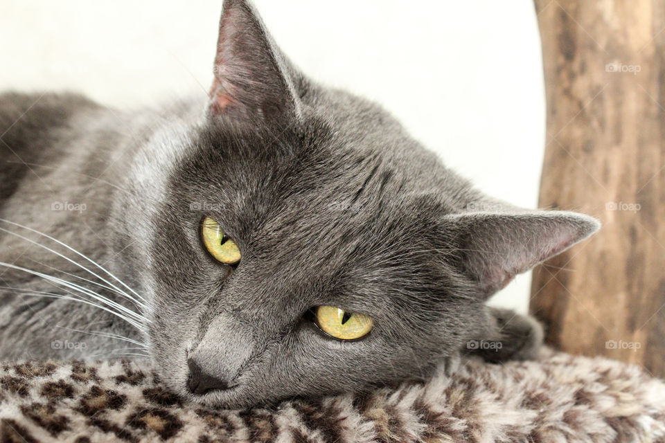 lazy Russian blue cat