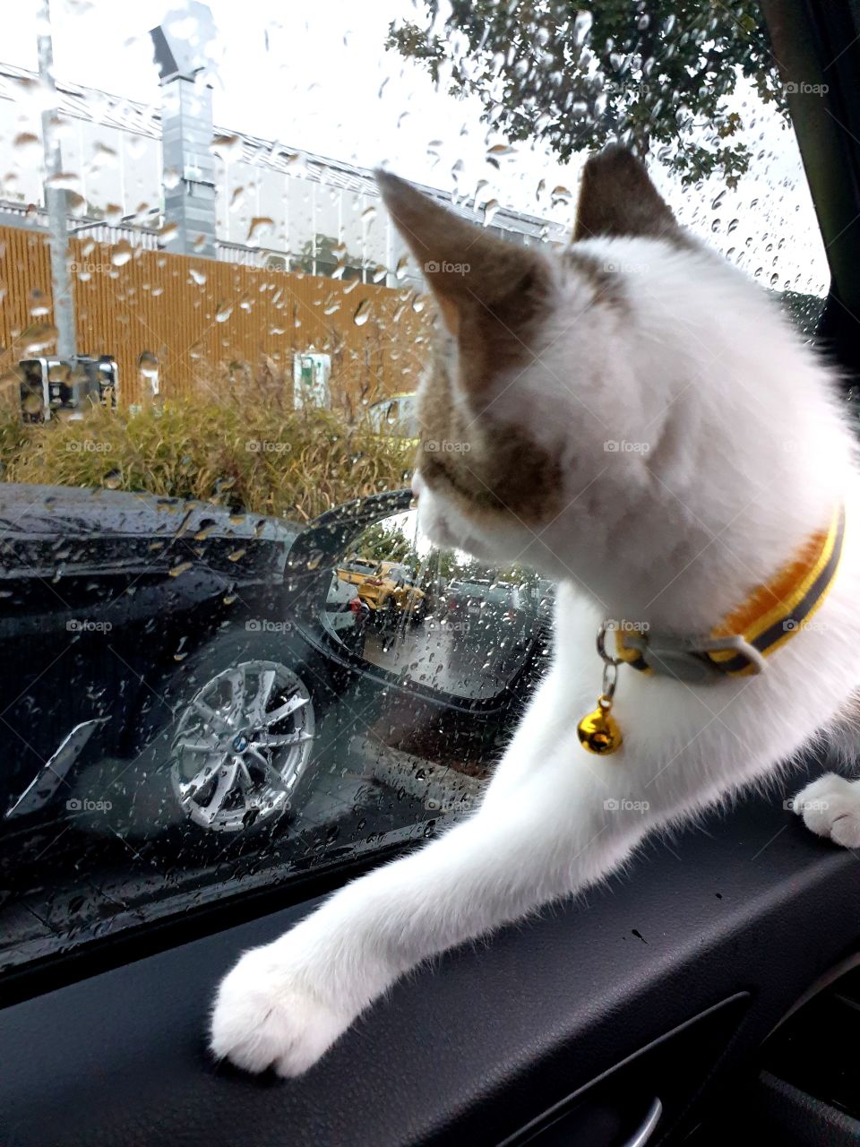 the cat watches out the window and it's raining outside
