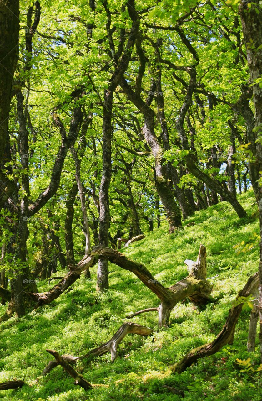 Woodland Exmoor