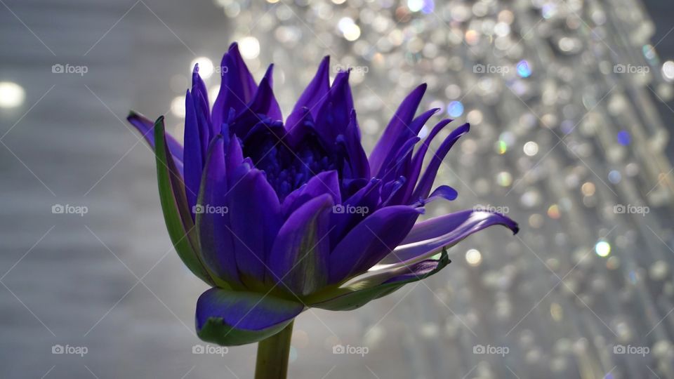 Purple Lotus with chandelier light