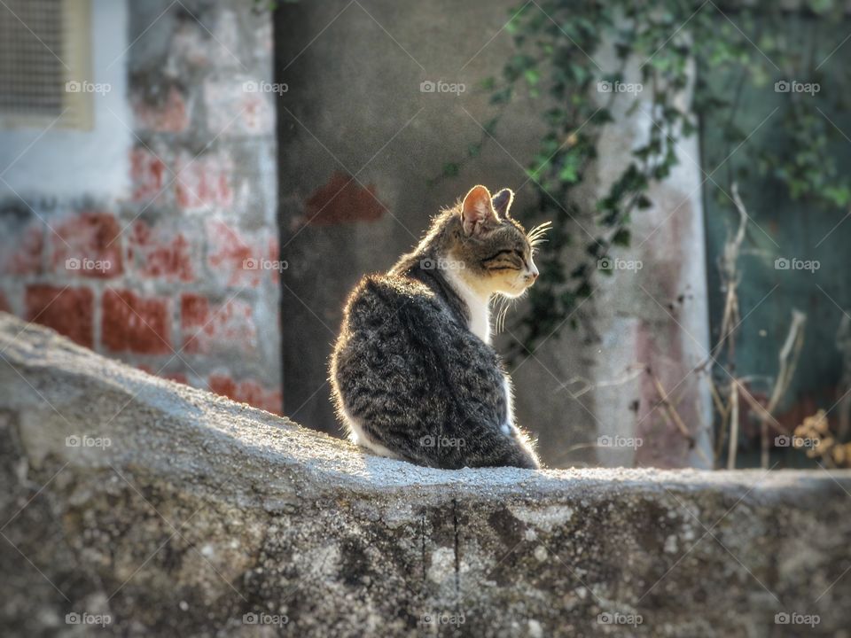 Porto cat