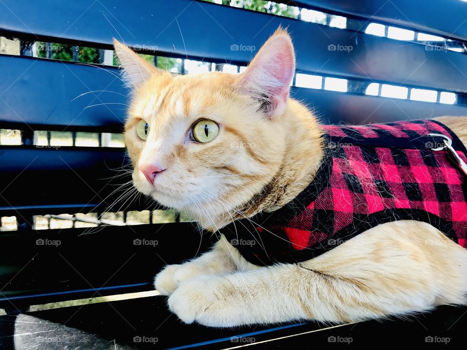 Darling orange tabby cat sitting on bench enjoying a break from his morning stroller ride. 