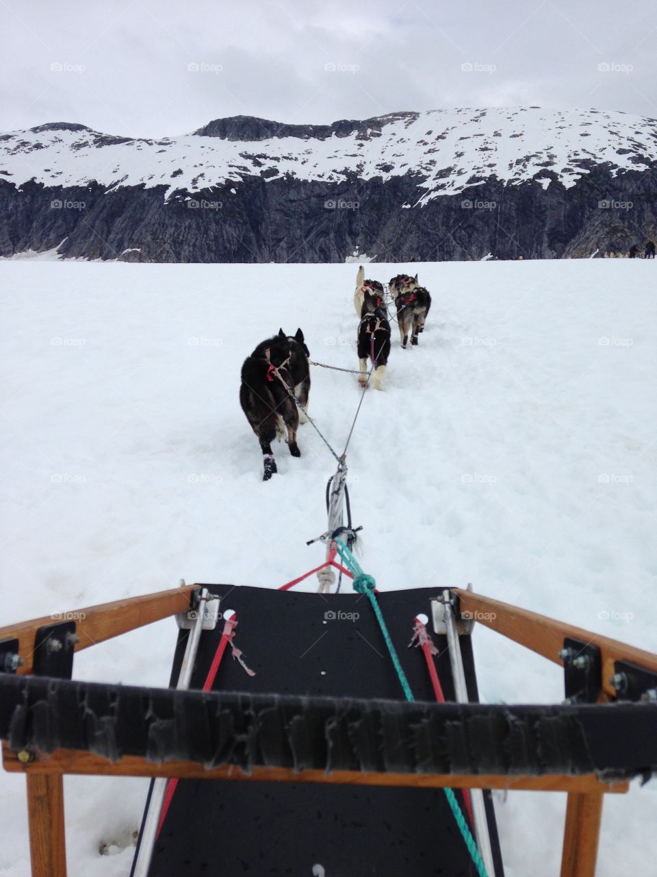 dog sledding in alaska
