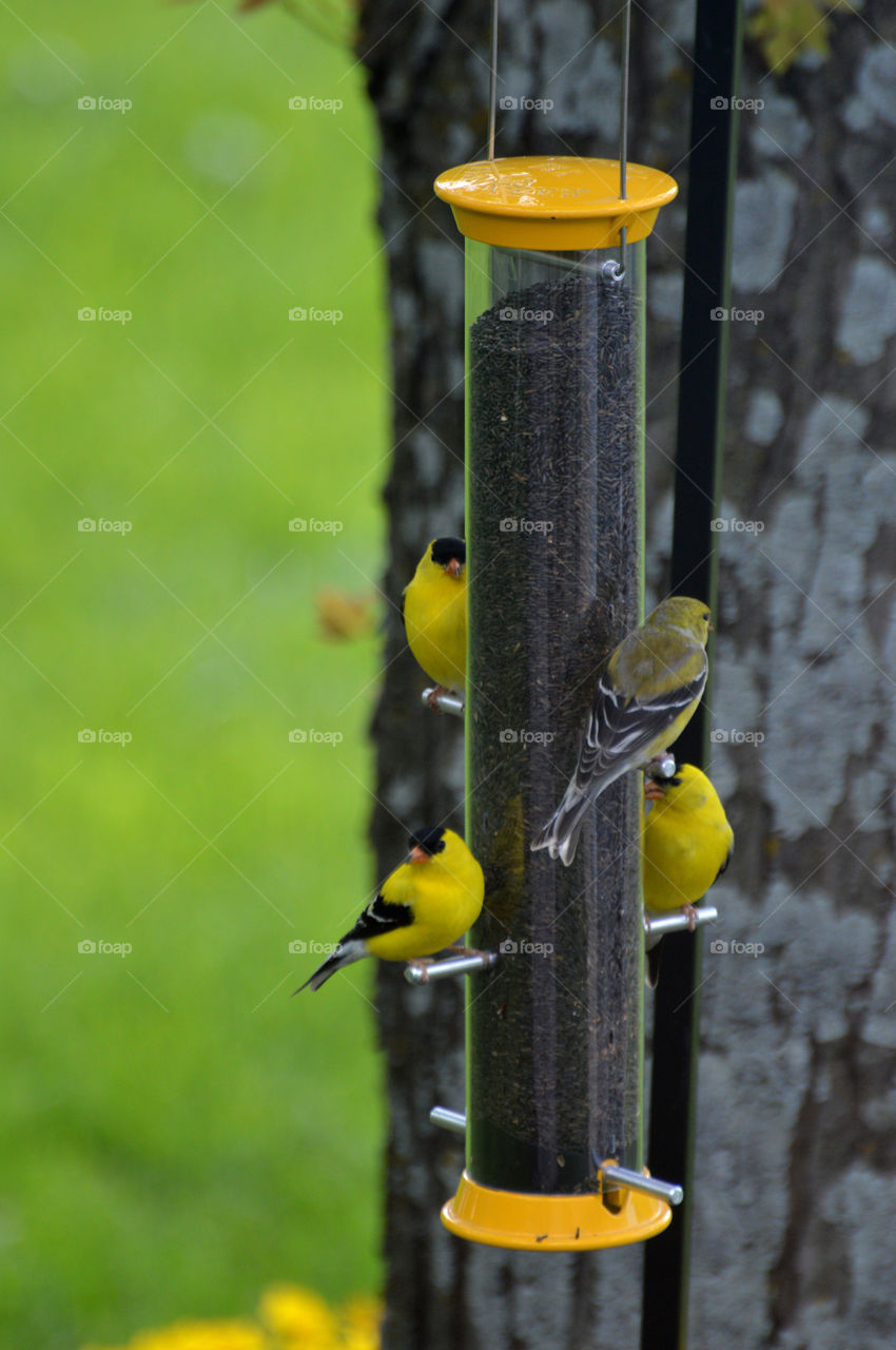 Four American Goldfinches