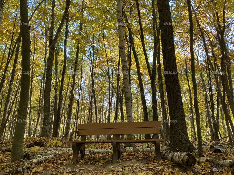 The bench in the forest 