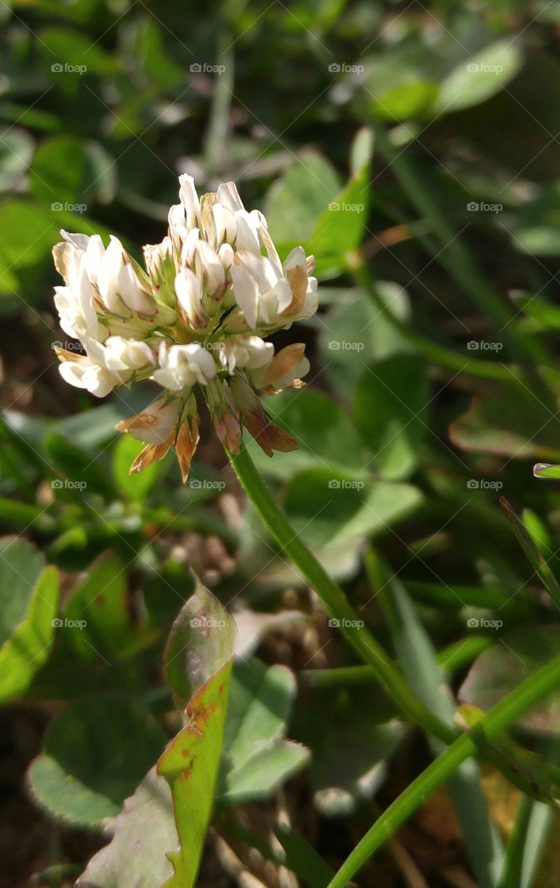 Micro flower end of summer. little tiny flower in mid October