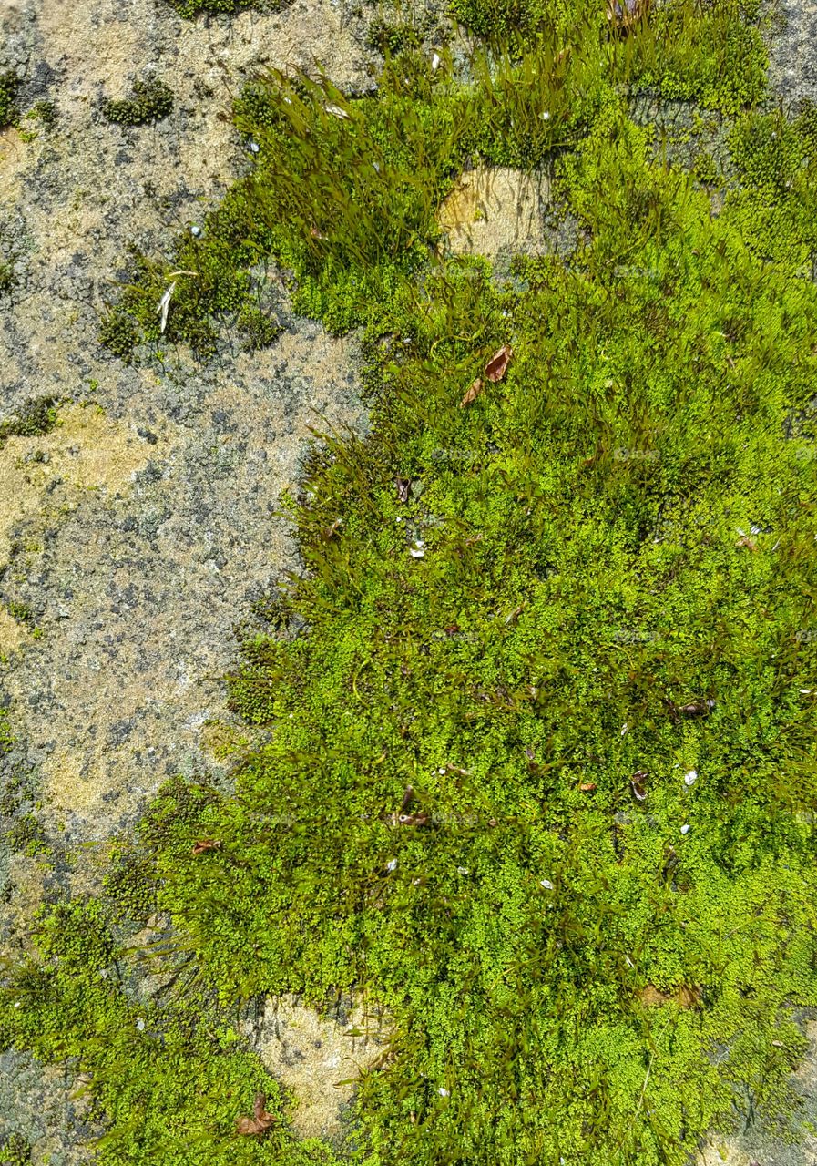moss on a rock